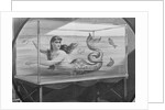 Mermaid Swimming in Tank by Anonymous