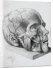 Illustration of Dissected Head by Anonymous