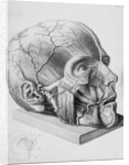 Illustration of Dissected Head by Anonymous