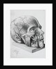 Illustration of Dissected Head by Anonymous