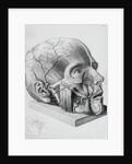 Illustration of Dissected Head by Anonymous