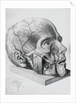 Illustration of Dissected Head by Anonymous