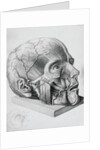Illustration of Dissected Head by Anonymous