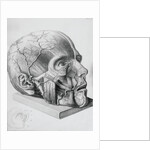 Illustration of Dissected Head by Anonymous