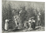 Workers Picking Ripe Berries from Trees by Anonymous