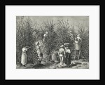 Workers Picking Ripe Berries from Trees by Anonymous