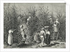 Workers Picking Ripe Berries from Trees by Anonymous