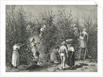 Workers Picking Ripe Berries from Trees by Anonymous