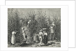 Workers Picking Ripe Berries from Trees by Anonymous