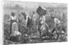 Workers Picking Cotton by Anonymous