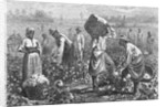 Workers Picking Cotton by Anonymous