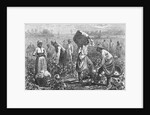 Workers Picking Cotton by Anonymous