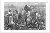 Workers Picking Cotton by Anonymous