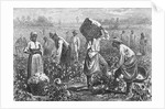 Workers Picking Cotton by Anonymous
