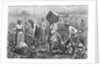 Workers Picking Cotton by Anonymous