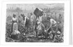 Workers Picking Cotton by Anonymous