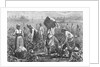 Workers Picking Cotton by Anonymous