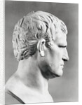 Head of Agrippa Sculpture by Anonymous