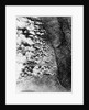 Aerial View of World War I Gas Attack by Anonymous