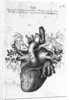 Illustration of Human Heart by Charles Bell