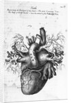 Illustration of Human Heart by Charles Bell