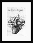 Illustration of Human Heart by Charles Bell