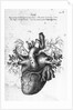 Illustration of Human Heart by Charles Bell