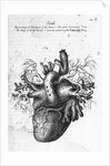 Illustration of Human Heart by Charles Bell