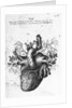 Illustration of Human Heart by Charles Bell