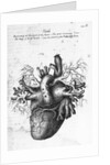 Illustration of Human Heart by Charles Bell