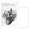 Illustration of Human Heart by Charles Bell