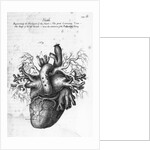 Illustration of Human Heart by Charles Bell