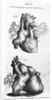 Engraving of Human Heart by Anonymous
