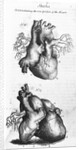 Engraving of Human Heart by Anonymous