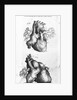 Engraving of Human Heart by Anonymous