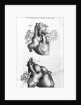 Engraving of Human Heart by Anonymous