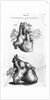 Engraving of Human Heart by Anonymous