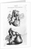 Engraving of Human Heart by Anonymous