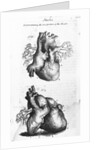 Engraving of Human Heart by Anonymous