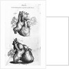 Engraving of Human Heart by Anonymous