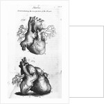 Engraving of Human Heart by Anonymous