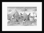 Illustration of People Harvesting Peppers by Anonymous