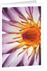Water Lily Flower by Anonymous