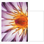 Water Lily Flower by Anonymous