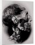 Display of a Mummy's Head by Anonymous