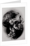 Display of a Mummy's Head by Anonymous