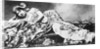Portrait of Mata Hari Reclining on Her Side by Anonymous