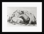 Cave Man Etching in Stone by Anonymous