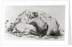Cave Man Etching in Stone by Anonymous