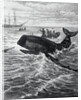 Fishermen Harpooning Sperm Whale by Anonymous